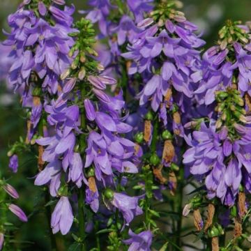 Adenophora Gaudi Violet - Adenophore campanulé