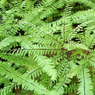 Adiantum aleuticum Imbricatum, Capillaire