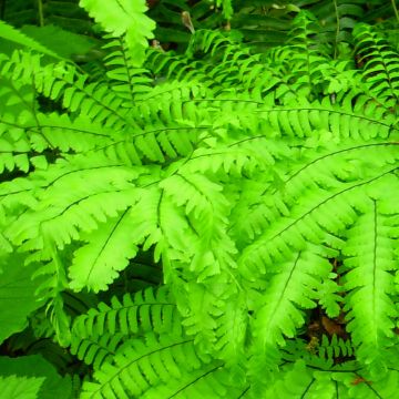 Adiantum aleuticum Miss Sharples, Capillaire