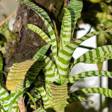 Aechmea Rebecca