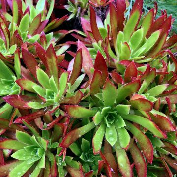 Aeonium arboreum Cornish Tribute - Aéonium en arbre