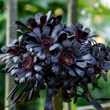 Aeonium arboreum Schwarzkopf - Aéonium en arbre