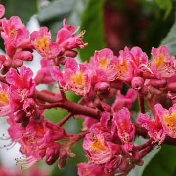 Aesculus carnea Briotii - Marronnier à fleurs rouges 