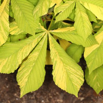 Aesculus hippocastanum Monstrosa - Marronnier commun
