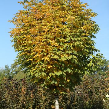 Aesculus hippocastanum Monstrosa - Marronnier commun