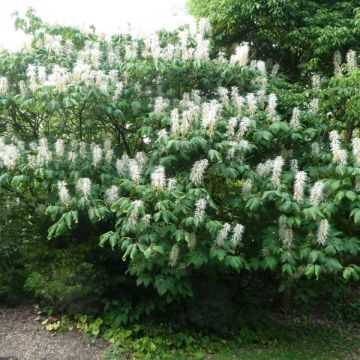 Aesculus parviflora - Pavier blanc