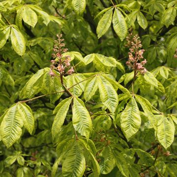 Aesculus x carnea Marginata - Marronnier à fleurs rouges