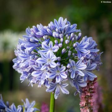 Agapanthe Full Moon - Agapanthus praecox subsp. orientalis