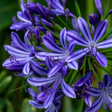 Agapanthe ou Agapanthus Purple Cloud