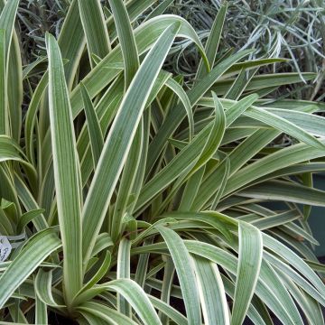 Agapanthe ou Agapanthus Tinkerbell le pot de 2L