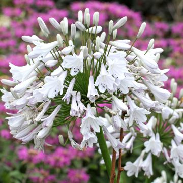 Agapanthe ou Agapanthus Windsor grey