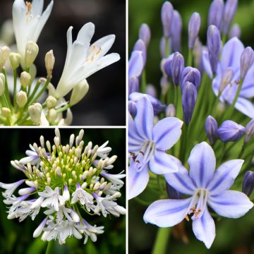 Agapanthe hybride Three Sisters 