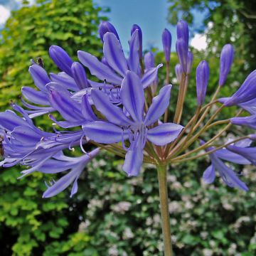 Agapanthe ou agapanthus Donau