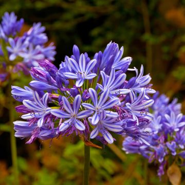 Agapanthe africanus (umbellatus) bleue