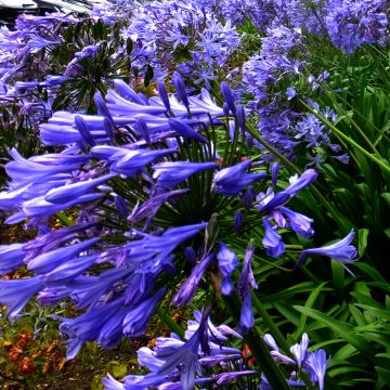 Agapanthe ou agapanthus Blue Triumphator