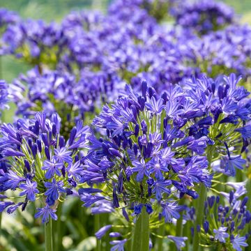 Agapanthe Blue Velvet