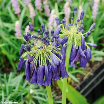 Agapanthe - Agapanthus Graskop