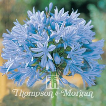 Graines d'Agapanthus Headbourne Hybrids - Agapanthe hybride bleu intense