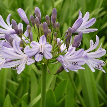 Agapanthe  - Agapanthus Megan s Mauve