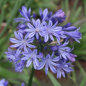 Agapanthe Northern Star 