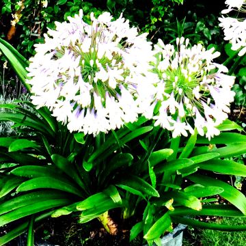 Agapanthe ou agapanthus campanulatus var albidus