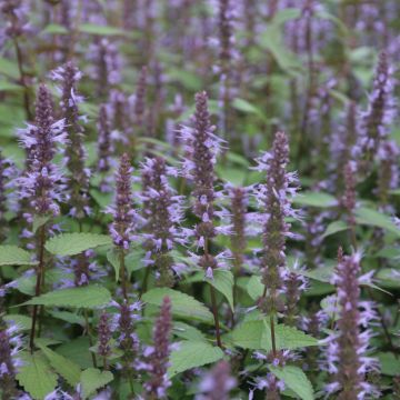 Agastache After Eight - Agastache rugueuse 