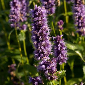 Agastache Black Adder
