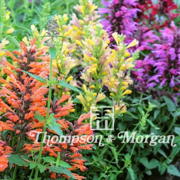 Graines d'Agastache Fragrant Mixed