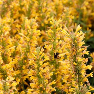 Agastache Poquito® Butter Yellow