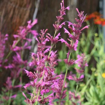Agastache Summer Love®