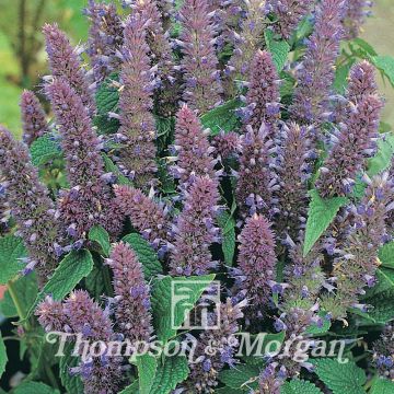 Graines d'Agastache foeniculum - Agastache fenouil