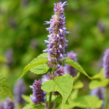 Agastache foeniculum (anisata) - Anis hysope 