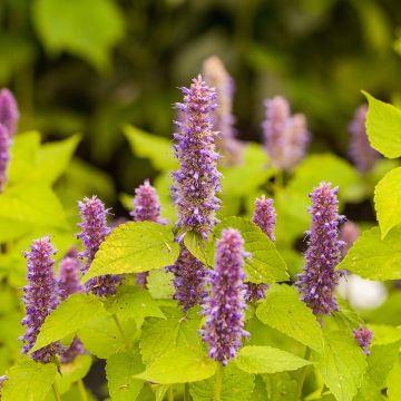 Verveine bleue-violette UFA Acheter - Petites graines - LANDI