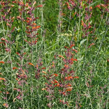 Agastache rupestris