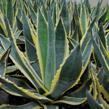 Agave americana Variegata - Agave d'Amérique