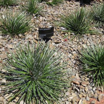 Agave geminiflora - Agave à fleurs jumelles 