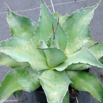 Agave ovatifolia 
