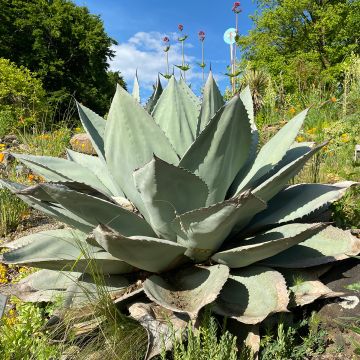 Agave ovatifolia