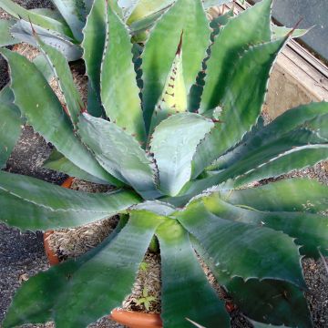Agave parryi neomexicana