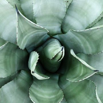 Agave parryi neomexicana