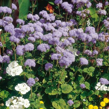 Ageratum haut City Blue