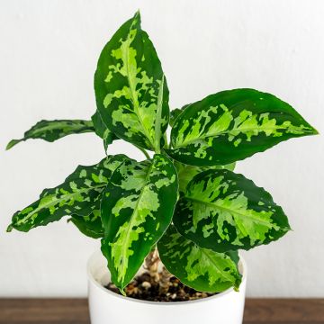 Aglaonema pictum Tricolor