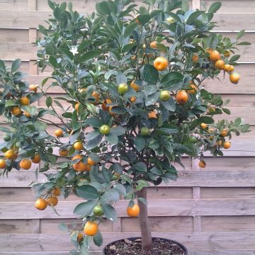 Calamondin - Citrus madurensis (mitis)