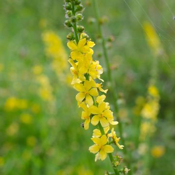 Agrimonia eupatoria - Aigremoine eupatoire