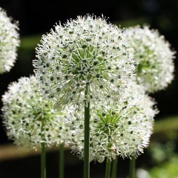 Ail d'ornement - Allium Mount Everest Ail d'ornement - Allium Mount Everest