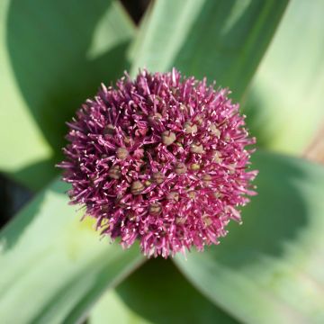 Ail d'ornement - Allium Ostara