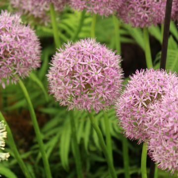 Allium Gladiator