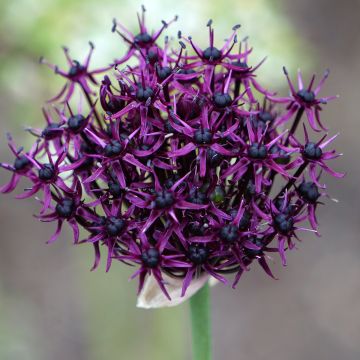 Allium atropurpureum - Ail d'ornement