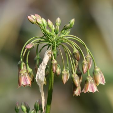Ail d'ornement - Allium bulgaricum ou Nectaroscordum