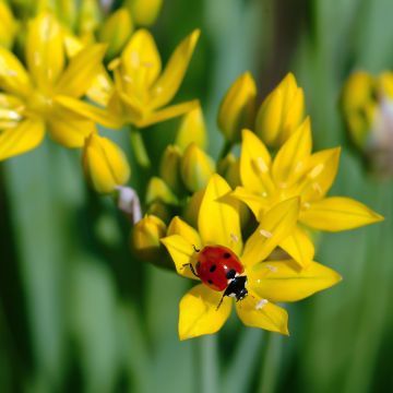 Ail d'ornement - Allium moly